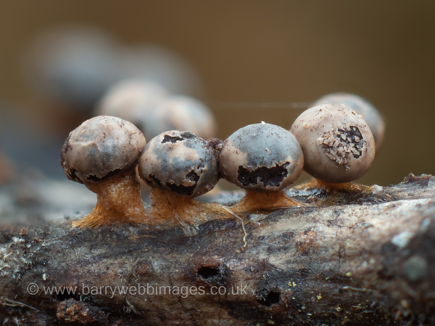 Photo by Barry Webb Diderma umbilicatum by Barry Webb